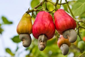 cashew-nut-growing_mini