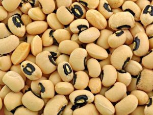 cowpea2