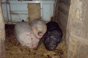 russian-pig-sty-cuddling-pigs