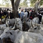 Cattle