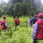 NDLEA intercepts 88.6kg of cannabais in Osun