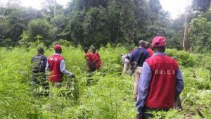 NDLEA intercepts 88.6kg of cannabais in Osun