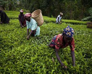 Tea workers plucking leaves of tea bushes in Kisii, Kenya.