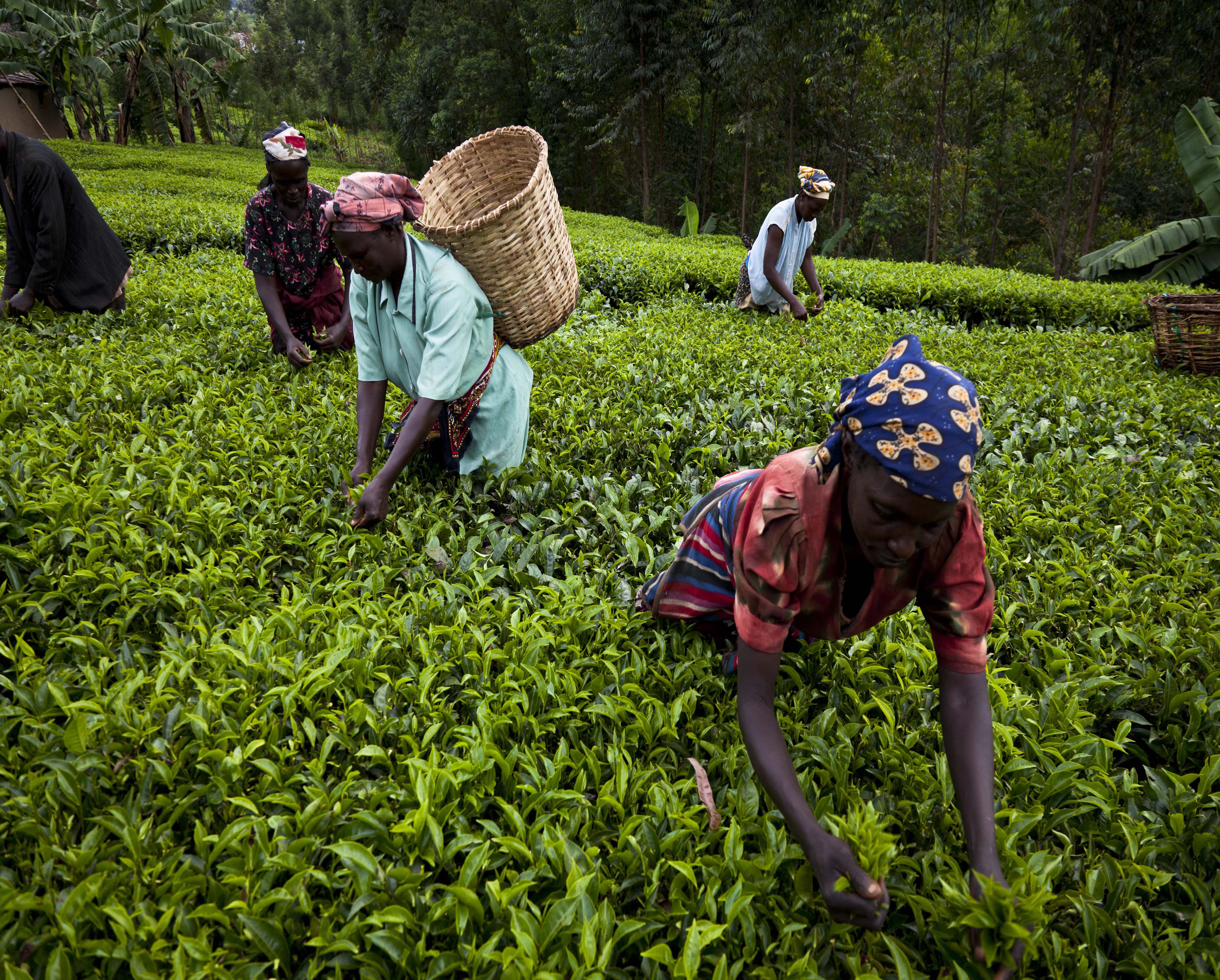 Tea workers plucking leaves of tea bushes in Kisii, Kenya.