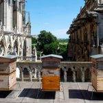 190419111438-02-notre-dame-bees-file-restricted-exlarge-169