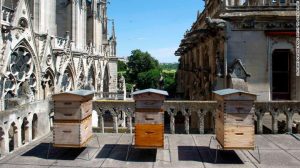 190419111438-02-notre-dame-bees-file-restricted-exlarge-169