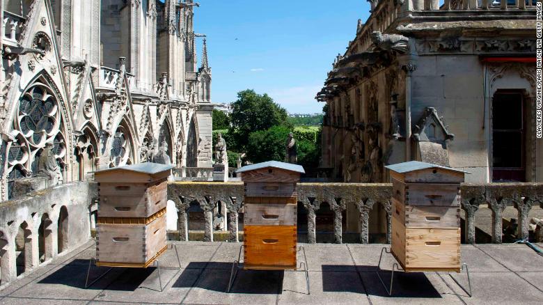 190419111438-02-notre-dame-bees-file-restricted-exlarge-169