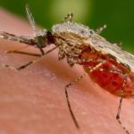 A-mosquito-actively-sucking-blood-Picture-credit-www.inverse.com_