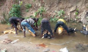 Butchers-cows-being-washed-in-the-feaces-infested-streams-by-butchers