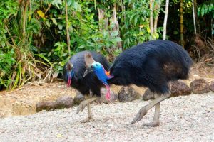 Cassowary-one-of-the-most-dangerous-birds-in-the-world