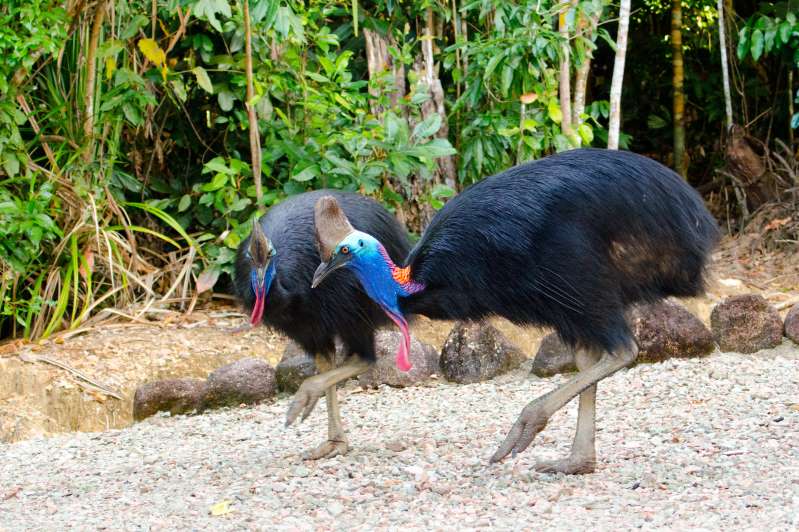 Cassowary-one-of-the-most-dangerous-birds-in-the-world
