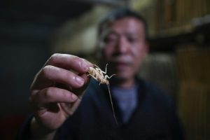 Chinese-cockroach-farmer-Li-Bingcai–e1555394821510