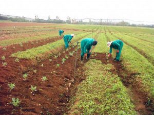 Farming