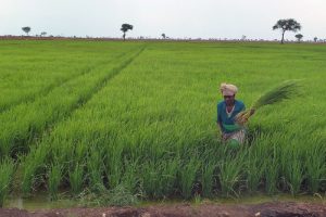 Hectares-of-farmland-destroyed-over-GMO-risk