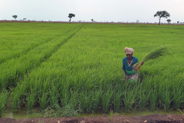 Hectares-of-farmland-destroyed-over-GMO-risk