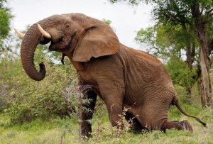 Man killed by elephant, devoured by lions in South African park