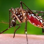 Mosquito-distributes-malaria1-e1518328541602