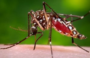 Mosquito-distributes-malaria1-e1518328541602