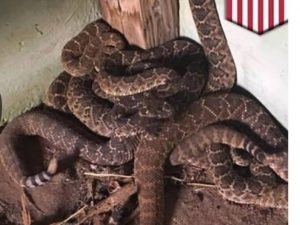Snakes