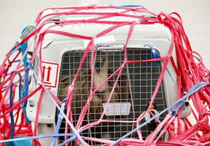 The vulture in special cage