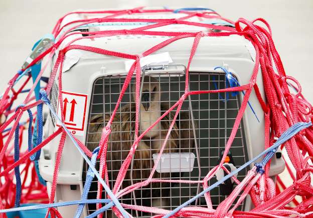 The vulture in special cage