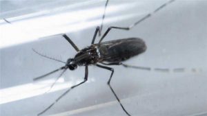 Zika
