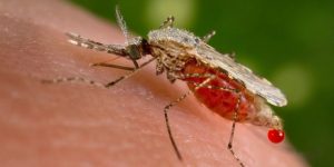 a-mosquito-actively-sucking-blood-768×383