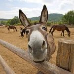 Nigeria running out of donkeys