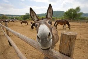 Nigeria running out of donkeys