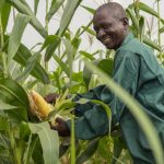 maize-farmer
