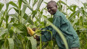 maize-farmer
