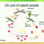 malara