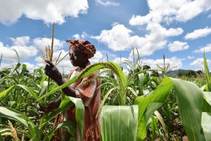 malawi_maize2