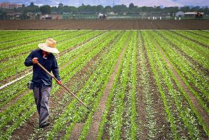 salinas-farm