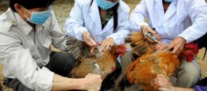 Bird-Flu