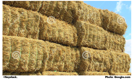 Hay