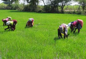 Rice-Farmers