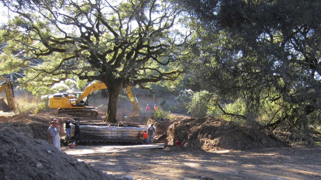 The-180-year-old-heritage-oak-tree-being-excavated-from-an-easement-property-in-Sonoma-Califonia