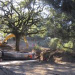 The-180-year-old-heritage-oak-tree-being-excavated-from-an-easement-property-in-Sonoma-Califonia