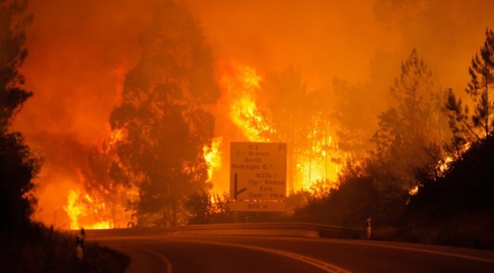 Wildfire