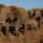 elephants