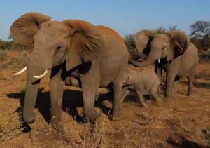 elephants