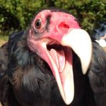 “Suspicious” vulture detained by police in Adamawa