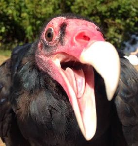“Suspicious” vulture detained by police in Adamawa