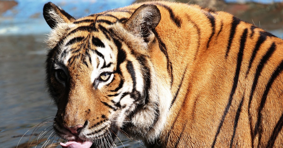 tiger