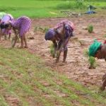 FARMING