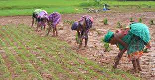 FARMING