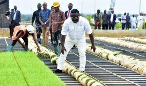 Bayelsa farmers take delivery of first batch of Ayade rice seedlings