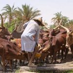 Herdsmen with guns are foreigners, says Miyetti Allah