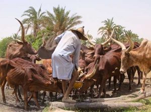 Herdsmen with guns are foreigners, says Miyetti Allah